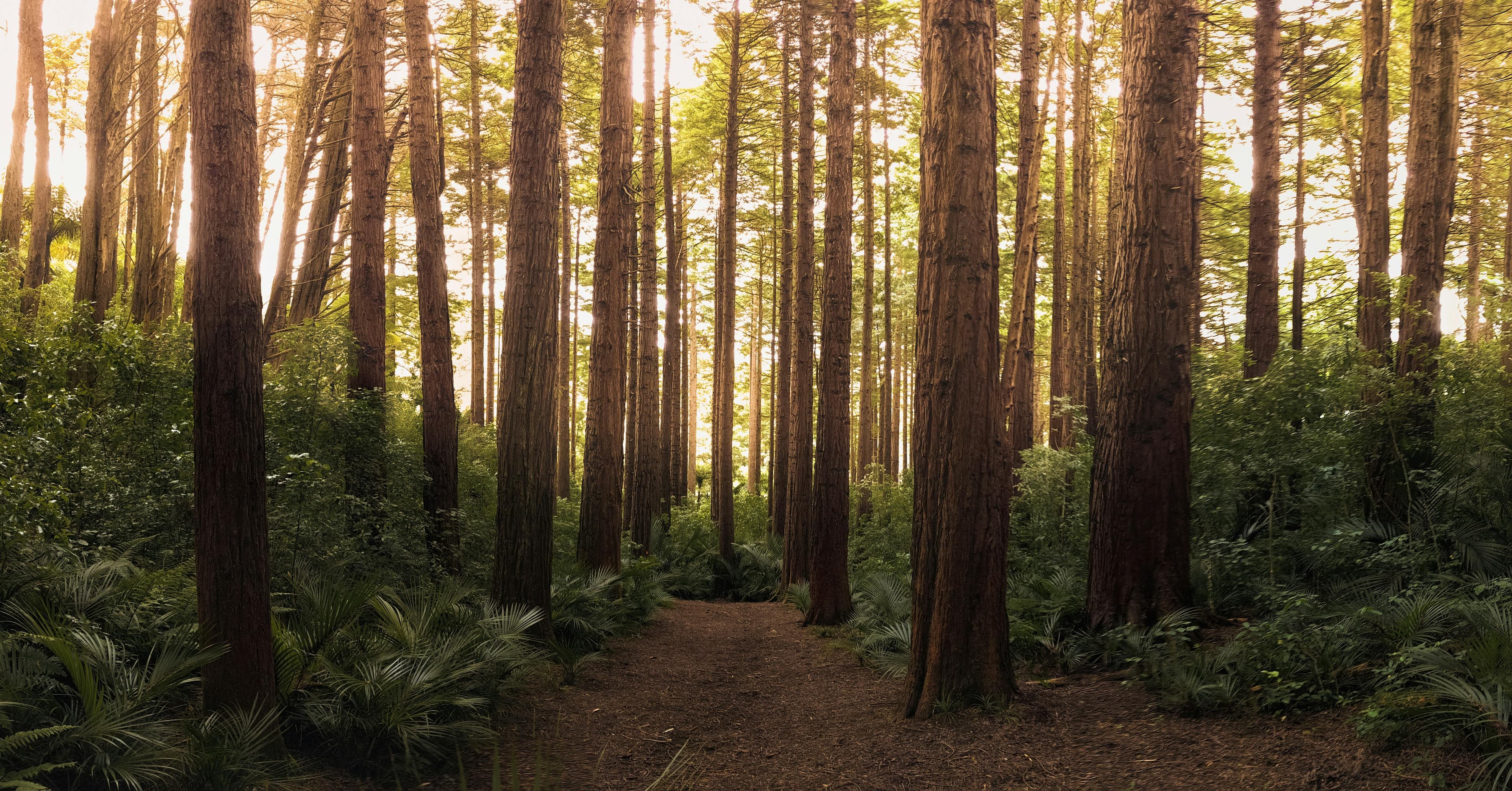 Forestation initiative