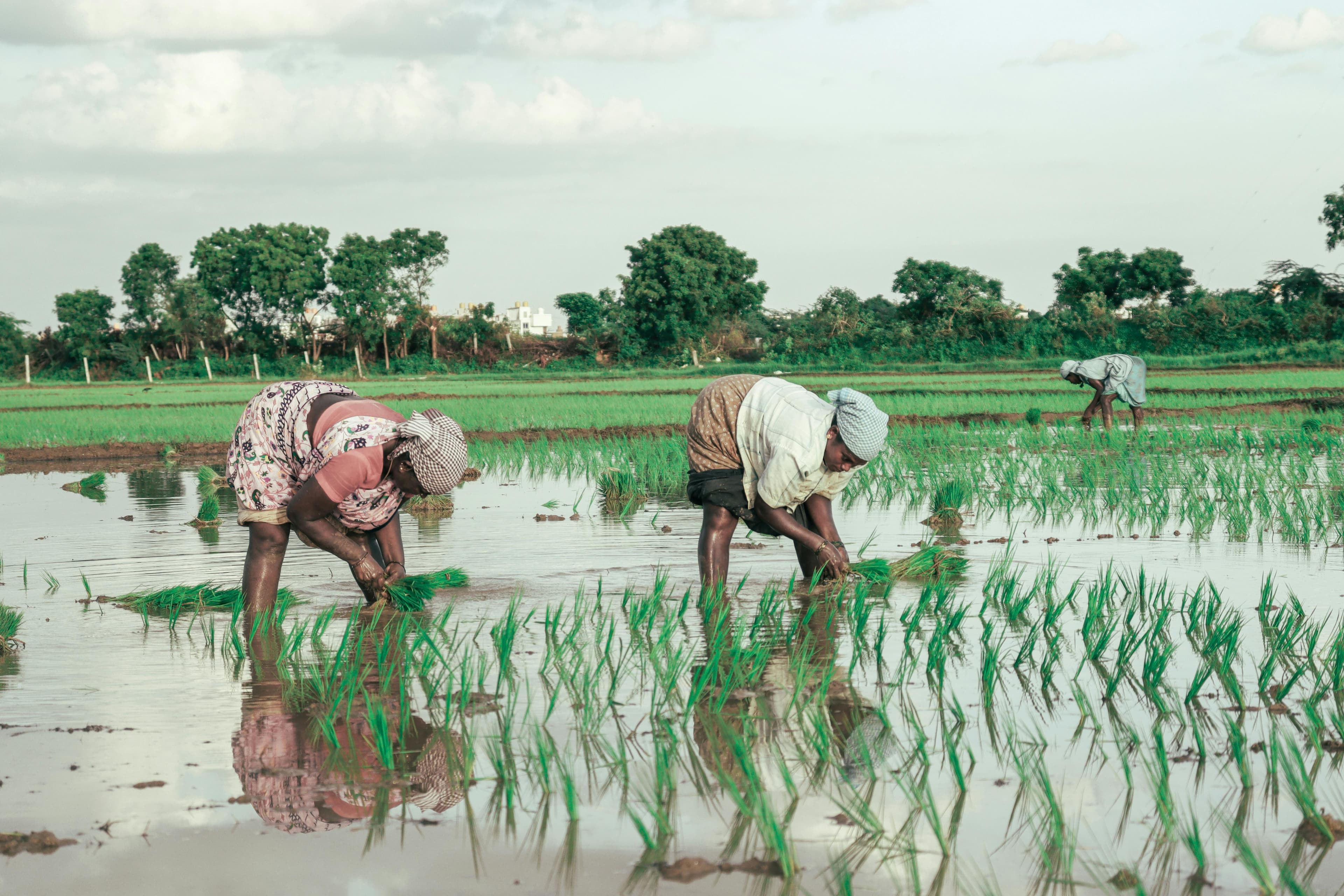Agriculture initiative