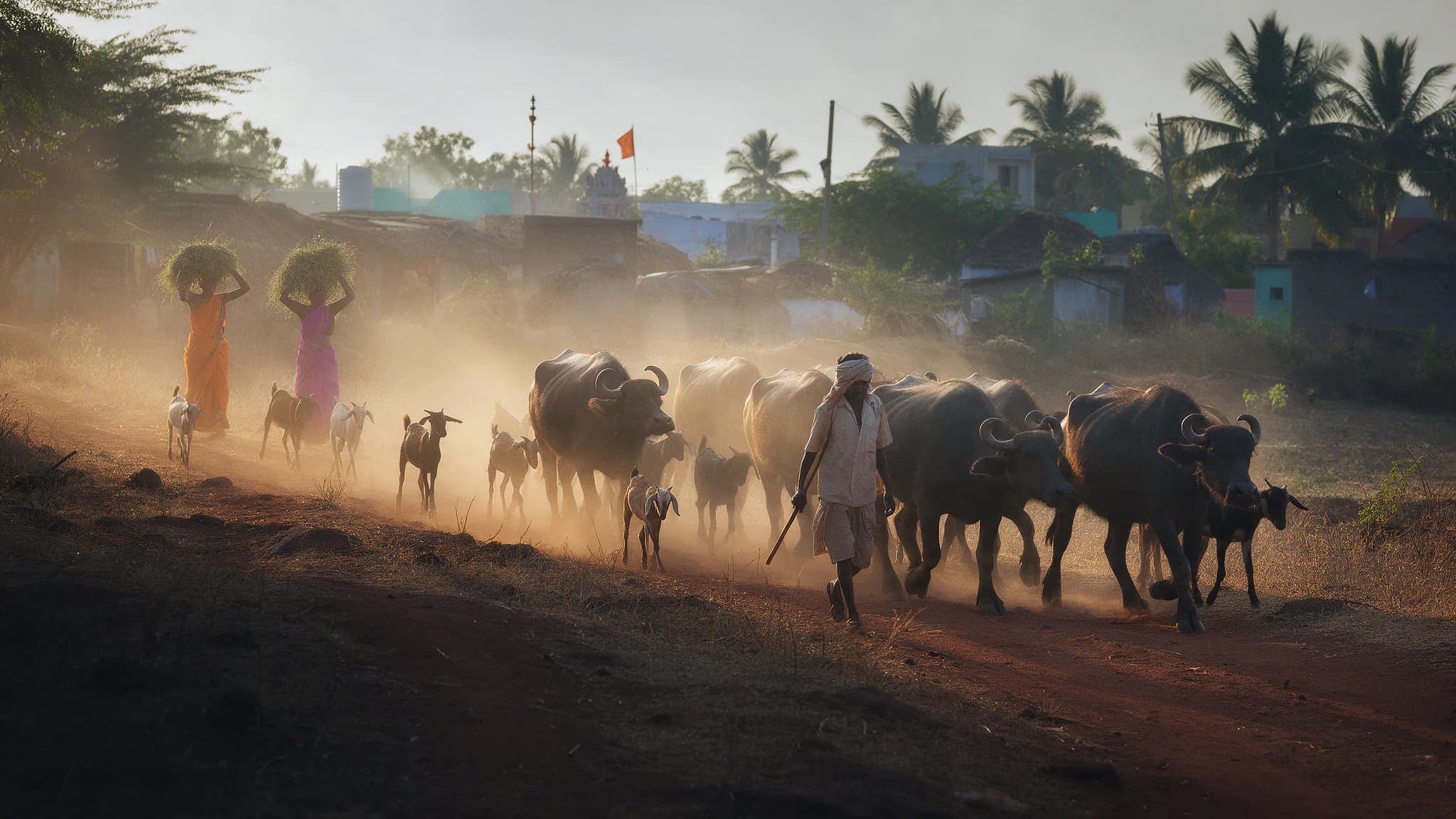 Buffaloes and goats returning home along a dusty village lane at golden hour